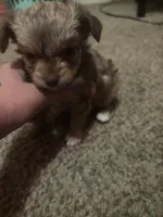 Percy , a male Chihuahua and Pomeranian for sale in Green Cove Springs, FL – 1 of 6