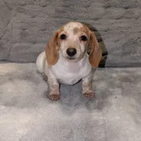 Butter, a female Miniature Dachshund for sale in Colton, CA – 1 of 1