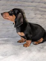 Peanut, a male Miniature Dachshund for sale in Colton, CA – Photo 2 of 2