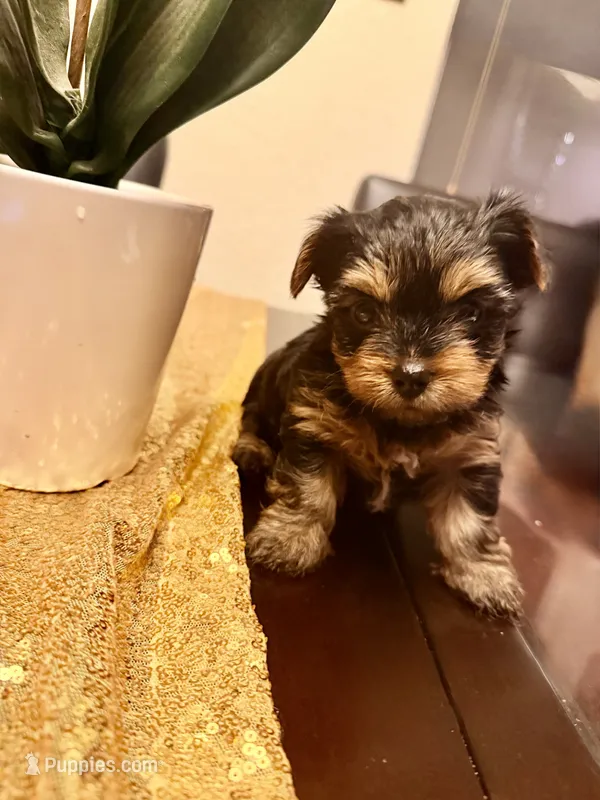 August  – Yorkshire Terrier puppy for sale in San Antonio, TX