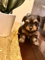 August , a female Yorkshire Terrier for sale in San Antonio, TX – 1 of 4