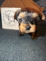 June , a female Yorkshire Terrier for sale in San Antonio, TX – 2 of 4