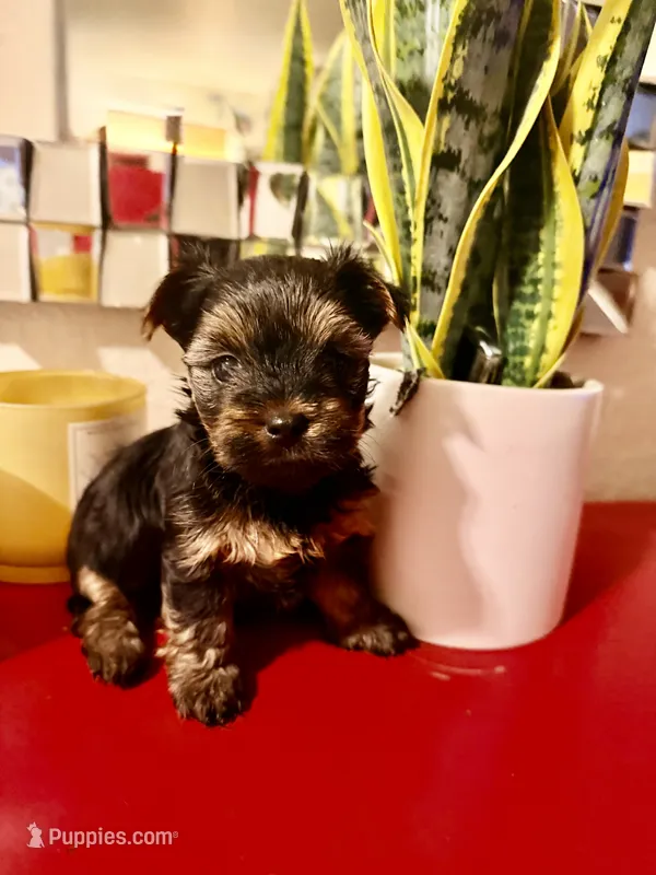 July  – Yorkshire Terrier puppy for sale in San Antonio, TX