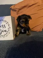 June , a female Yorkshire Terrier for sale in San Antonio, TX – 3 of 4