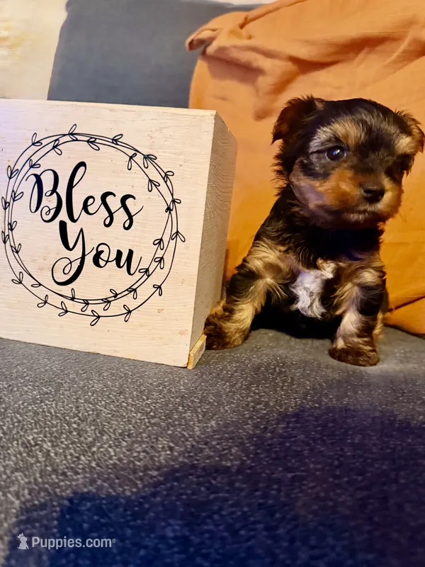 June  – Yorkshire Terrier puppy for sale in San Antonio, TX