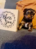 June , a female Yorkshire Terrier for sale in San Antonio, TX – 1 of 4