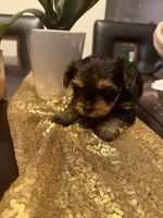 August , a female Yorkshire Terrier for sale in San Antonio, TX – 2 of 4