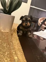 August , a female Yorkshire Terrier for sale in San Antonio, TX – 3 of 4