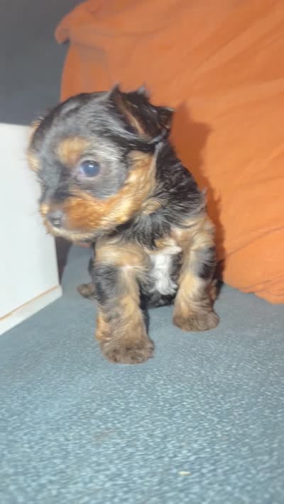 June , a female Yorkshire Terrier for sale in San Antonio, TX – 4 of 4