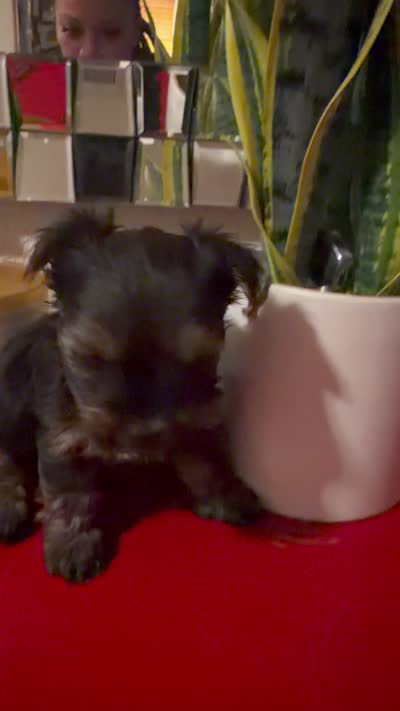 July , a female Yorkshire Terrier for sale in San Antonio, TX – 2 of 2