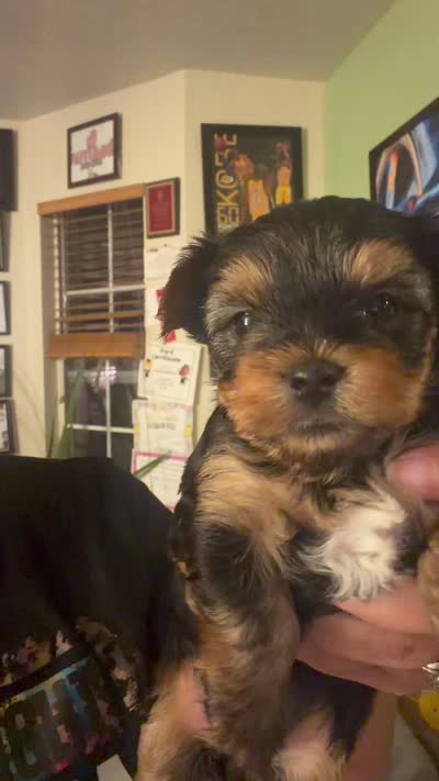 August , a female Yorkshire Terrier for sale in San Antonio, TX – 4 of 4