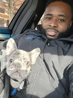 Rado, a male French Bulldog for sale in Atlanta, GA – Photo 2 of 3