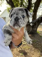 Rado, a male French Bulldog for sale in Atlanta, GA – Photo 1 of 3