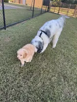 Rylo, a male Bernedoodle for sale in Harvest, AL – 5 of 9