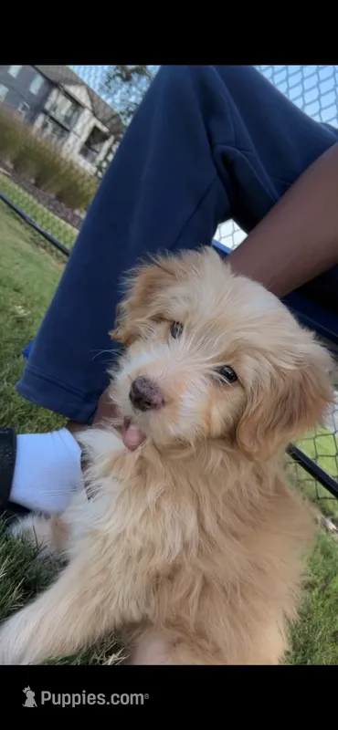 Bella – Miniature Aussiedoodle puppy for sale in Harvest, AL