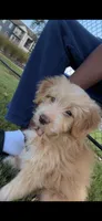 Bella, a female Miniature Aussiedoodle for sale in Harvest, AL – 1 of 7