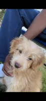 Bella, a female Miniature Aussiedoodle for sale in Harvest, AL – 2 of 7