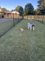 Rylo, a male Bernedoodle for sale in Harvest, AL – 4 of 9