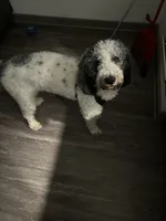 Rylo, a male Bernedoodle for sale in Harvest, AL – 2 of 9