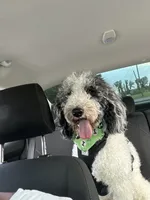 Rylo, a male Bernedoodle for sale in Harvest, AL – 3 of 9