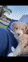 Bella, a female Miniature Aussiedoodle for sale in Harvest, AL – 5 of 7