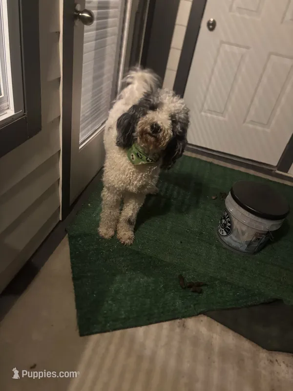 Rylo – Bernedoodle puppy for sale in Harvest, AL
