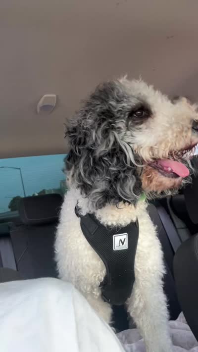 Rylo, a male Bernedoodle for sale in Harvest, AL – 8 of 9