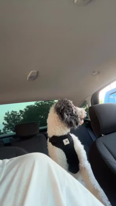 Rylo, a male Bernedoodle for sale in Harvest, AL – 9 of 9