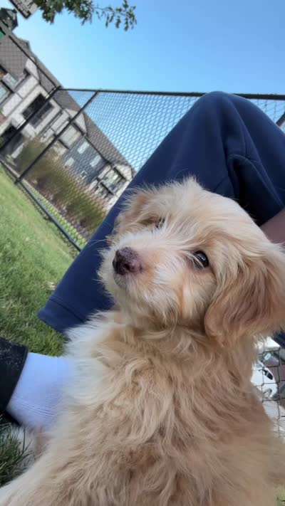 Bella, a female Miniature Aussiedoodle for sale in Harvest, AL – 6 of 7