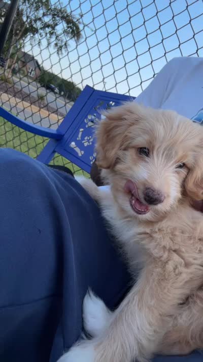 Bella, a female Miniature Aussiedoodle for sale in Harvest, AL – 3 of 7