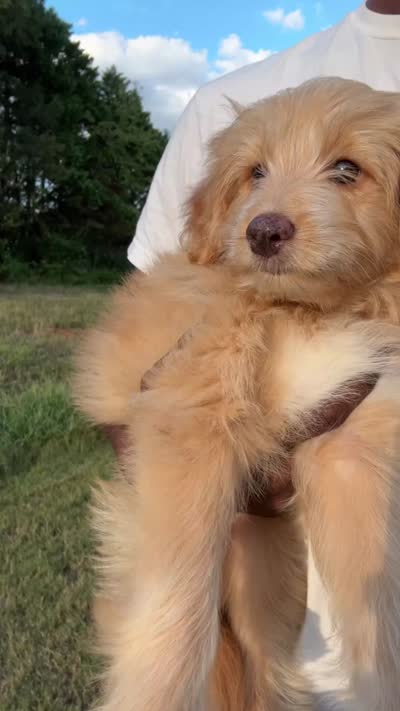 Bella, a female Miniature Aussiedoodle for sale in Harvest, AL – 4 of 7