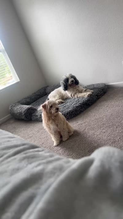 Bella, a female Miniature Aussiedoodle for sale in Harvest, AL – 7 of 7