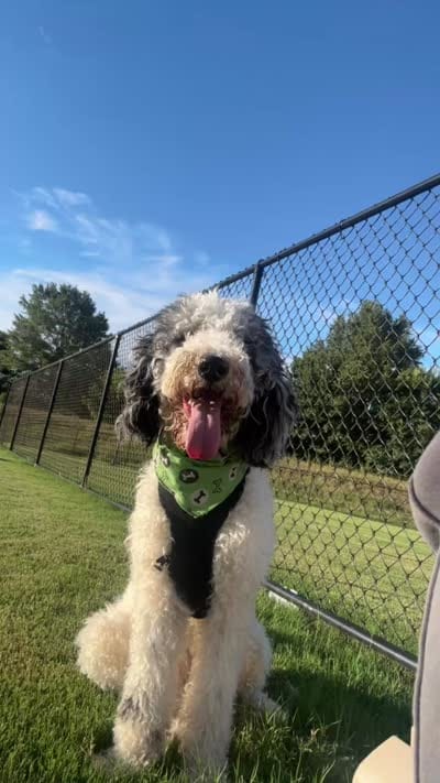 Rylo, a male Bernedoodle for sale in Harvest, AL – 7 of 9