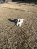 Rylo, a male Bernedoodle for sale in Harvest, AL – 6 of 9