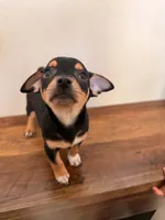 Harley, a male Miniature Pinscher for sale in Houston, TX – 3 of 3