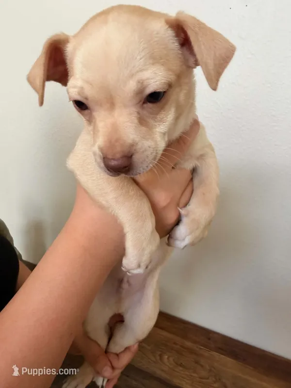 Benji – Miniature Pinscher puppy for sale in Houston, TX