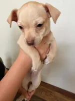 Benji, a male Miniature Pinscher for sale in Houston, TX – 1 of 3