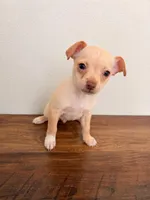Bruno, a male Miniature Pinscher for sale in Houston, TX – 3 of 3