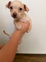 Benji, a male Miniature Pinscher for sale in Houston, TX – 3 of 3