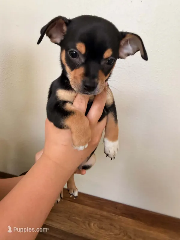 Harley – Miniature Pinscher puppy for sale in Houston, TX