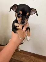 Harley, a male Miniature Pinscher for sale in Houston, TX – 1 of 3