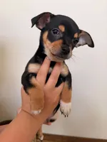 Harley, a male Miniature Pinscher for sale in Houston, TX – 2 of 3