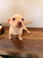 Benji, a male Miniature Pinscher for sale in Houston, TX – 2 of 3