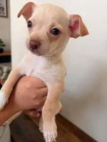 Bruno, a male Miniature Pinscher for sale in Houston, TX – 1 of 3