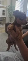 Layla, a female Miniature Pinscher for sale in Houston, TX – 2 of 4