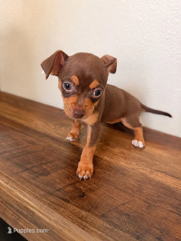 Layla – Miniature Pinscher puppy for sale in Houston, TX