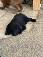 Maverick, a male Double Doodle for sale in Salt Lake City, UT – 10 of 10