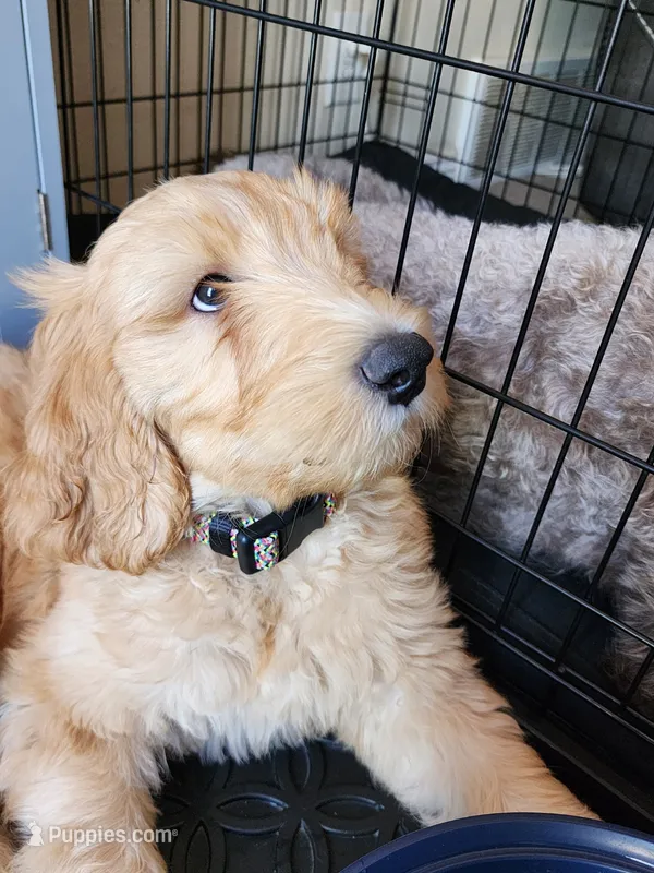 Teddy – Double Doodle puppy for sale in Salt Lake City, UT