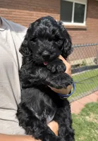 Duke, a male Double Doodle for sale in Salt Lake City, UT – Photo 4 of 6