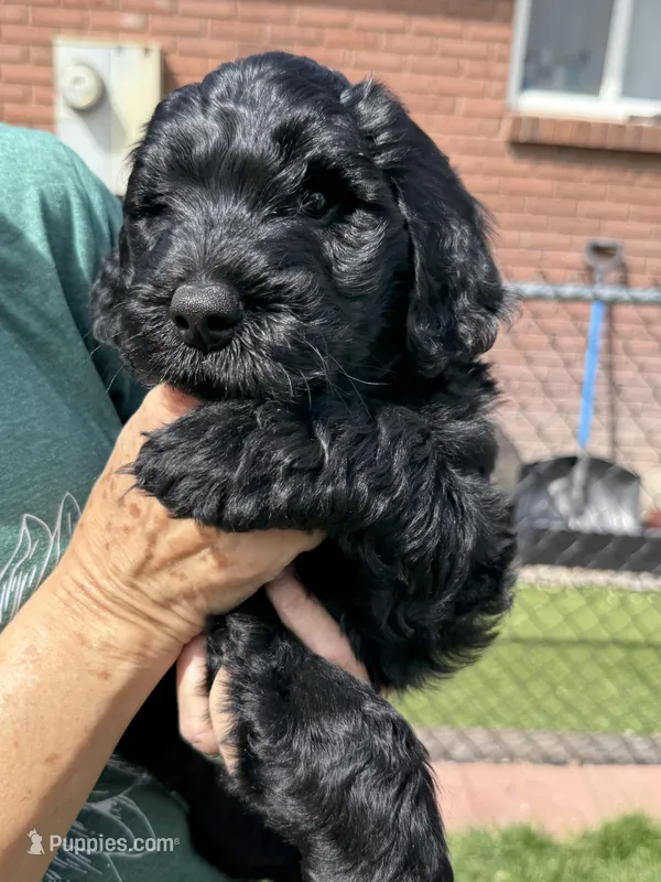 Duke – Double Doodle puppy for sale in Salt Lake City, UT